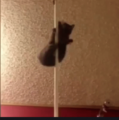 Stripper Poledance GIF - Stripper Poledance Cat GIFs