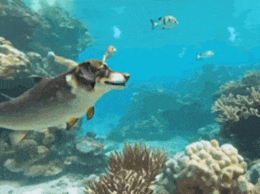 a dog that looks like a shark is swimming in a coral reef