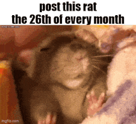 a picture of a rat with the words post this rat the 26th of every month