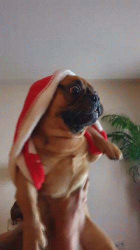 Frug Christmas GIF - Frug Christmas GIFs