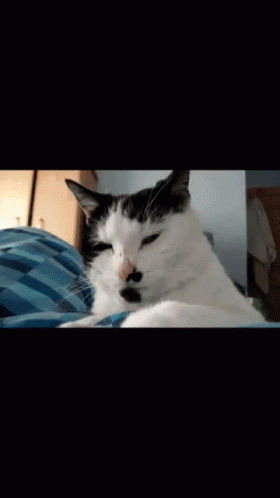 Missy Cat GIF - Missy Cat Missycat GIFs