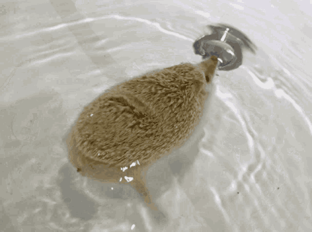 a hedgehog is swimming in a bathtub and drinking water from a faucet