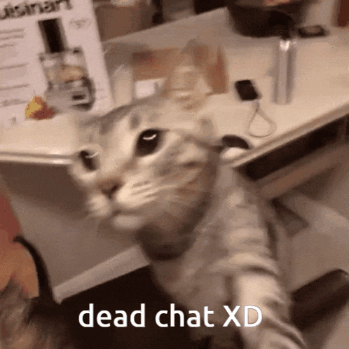Dead Chat Cheese Cat GIF - Dead Chat Cheese Cat Cheese On Cat GIFs