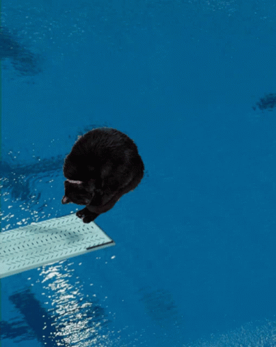 Cat Flipping GIF - Cat Flipping Diving GIFs