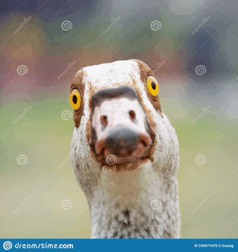 a close up of a goose with yellow eyes looking at the camera .