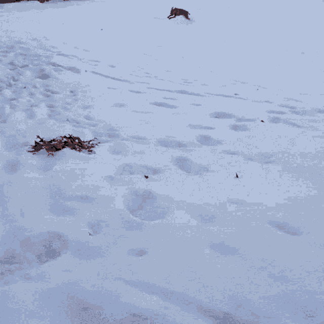 Zoomies Running Dog Blue Snow GIF - Zoomies Running Dog Blue Snow GIFs