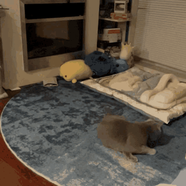 a cat laying on a blue rug next to a fireplace