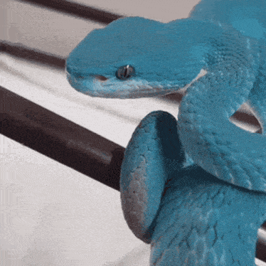Blue Snake GIF - Blue Snake Curl GIFs