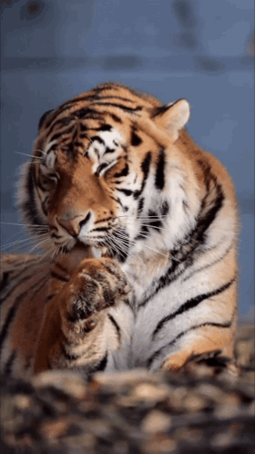 Tiger Tiger Cleaning GIF - Tiger Tiger Cleaning Tiger Lick GIFs