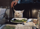 a white cat is sitting at a table with plates of food and a glass of water .