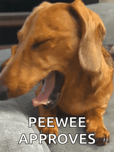 a dachshund with its tongue out and the words peewee approves above it