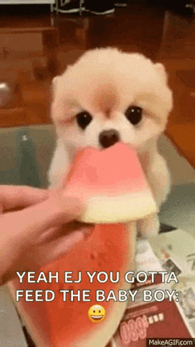 Dog Watermelon GIF