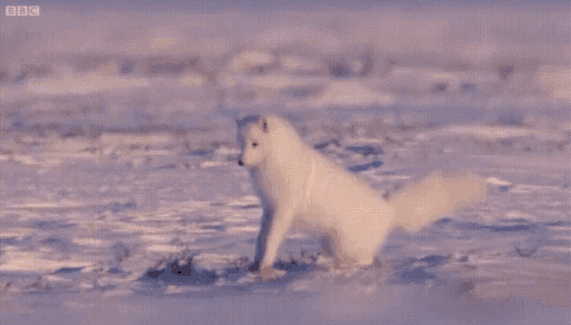 Arctic Fox GIF - Arctic Fox Jump GIFs
