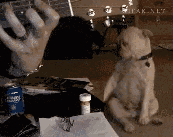 a can of bud light sits on a desk next to a dog