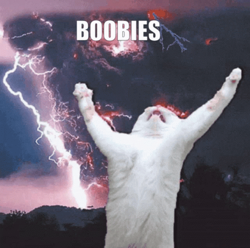 Boobies Boobs GIF - Boobies Boobs Kitty GIFs