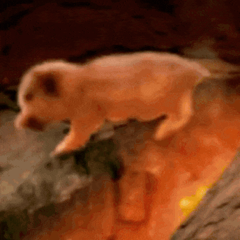 a blurred image of a pig jumping over a fire