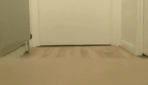 a black cat is running through a hallway next to a door .