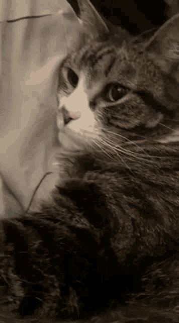 a cat is laying on a bed with its head on a pillow .