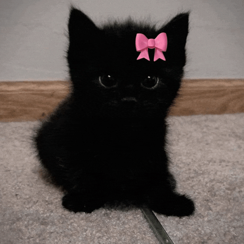 a black kitten wearing a pink bow on its head