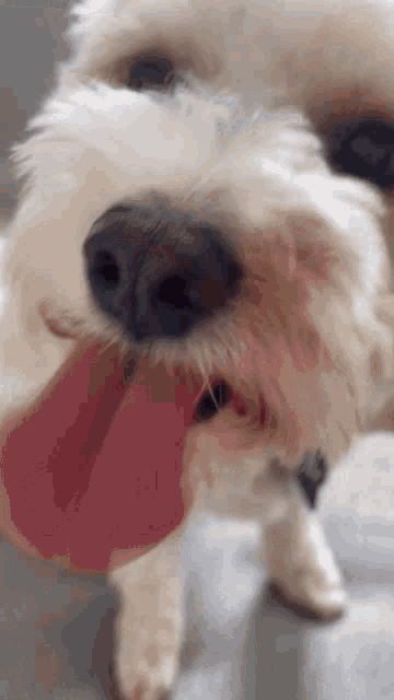 a close up of a white dog licking its nose