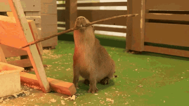 Capybara Capivara GIF - Capybara Capivara Funny GIFs