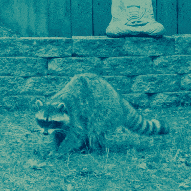 a raccoon standing in front of a stone wall with a statue of a buddha in the background