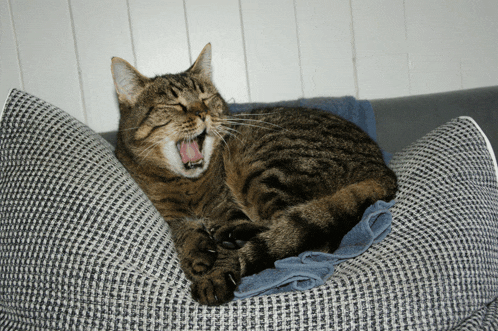 a cat yawning while laying on a pillow on a couch
