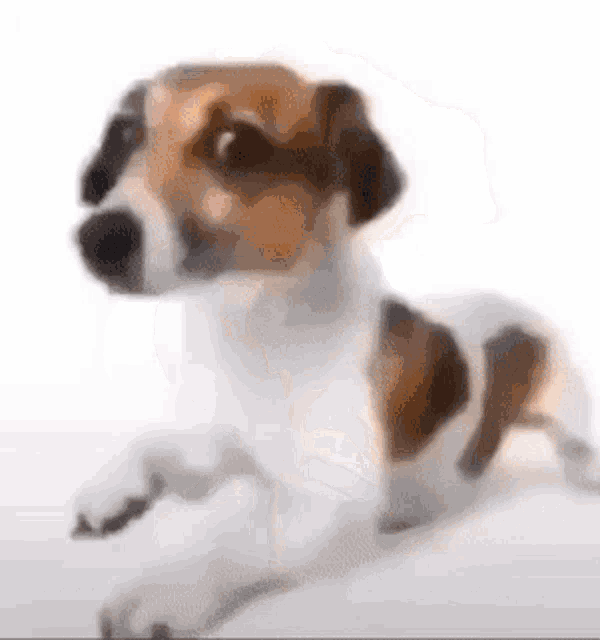 a brown and white dog is laying down on a white background .