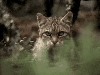 Cat Stalk GIF - Cat Stalk Prey GIFs