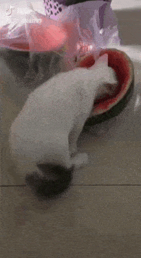 a white cat is eating a slice of watermelon on a table .