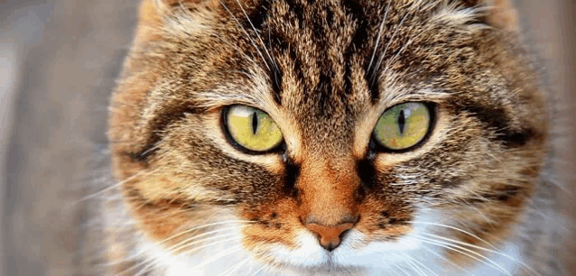 a close up of a cat 's face with bright green eyes .