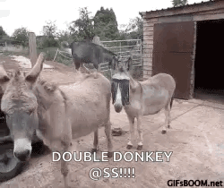a group of donkeys standing next to each other in front of a shed .