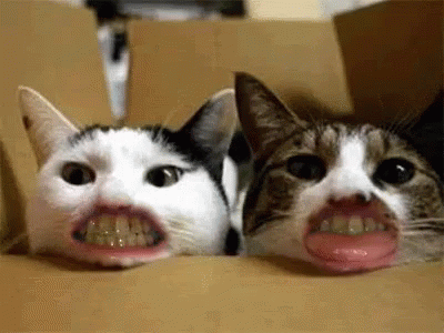 Bựa GIF - Cat Kitten Smile GIFs