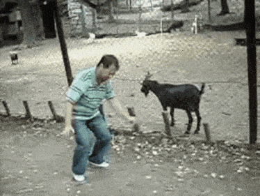 a man is dancing in front of a goat that is standing in the dirt