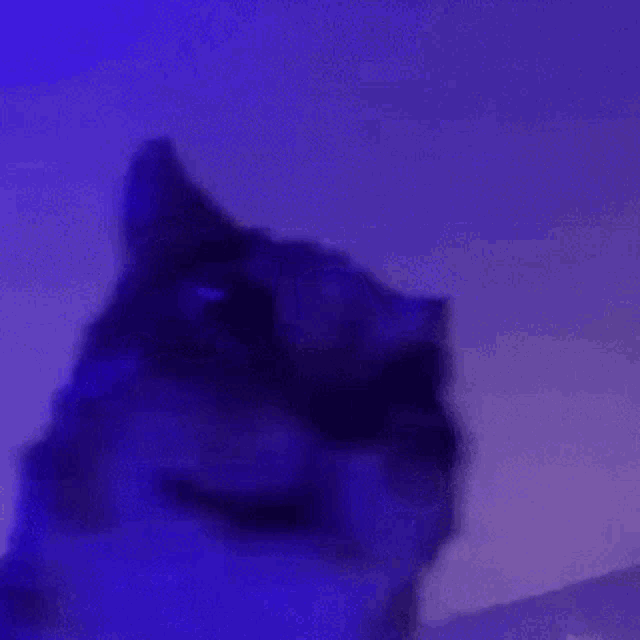 Cat Shaking GIF - Cat Shaking Radlcies GIFs