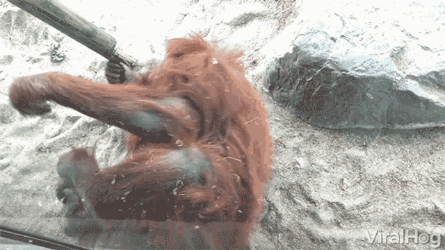 Orangutan Rolling GIF