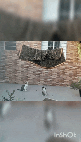 two cats are sitting in front of a brick wall while a blanket hangs from a clothesline