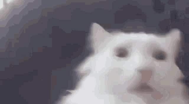 Cat Close GIF - Cat Close Camera GIFs