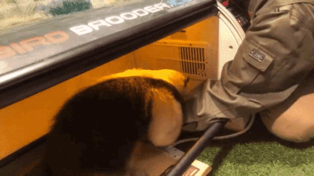 a bird brooder is being used to breed birds