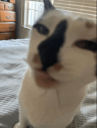 a white cat with a black spot on its nose is sitting on a bed .