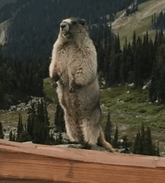 a ground squirrel standing on its hind legs with a caption that says " zelie "