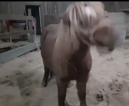 Horse Blackshett GIF - Horse Blackshett Yes GIFs