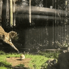 a cheetah is playing with a ball in the grass