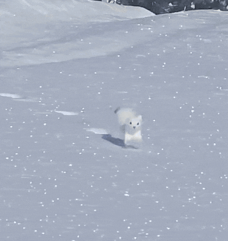a small white animal walking through the snow