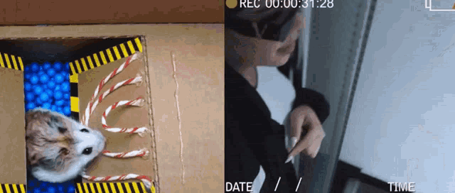 a cardboard box with a hamster and candy canes and a person cutting a piece of paper