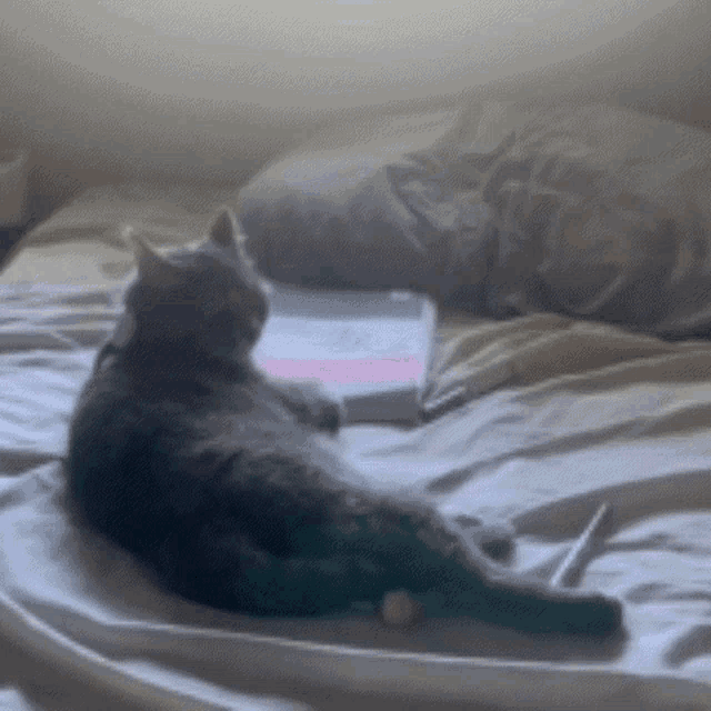 a cat laying on a bed next to a book and a marker
