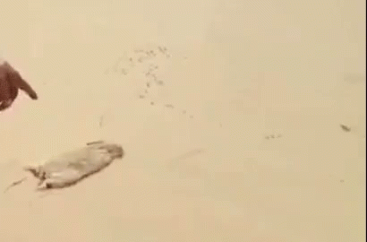 Lepre Correre Scappare Ci Vediamo Deserto Natura GIF - Hare Running Run Away GIFs