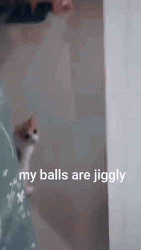 a dog is playing with a ball on a bed with the words `` my balls are jiggly '' written on the screen .