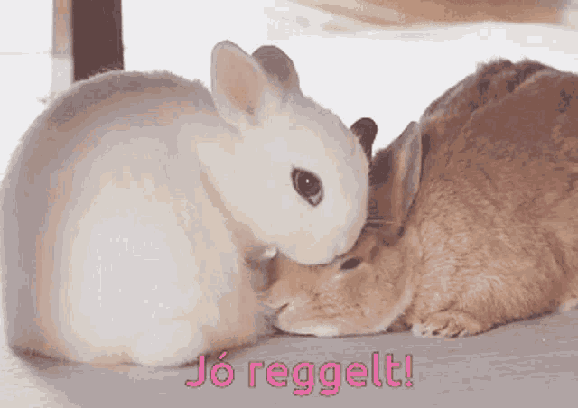 a couple of rabbits laying next to each other with the words " jó reggelt " written below them