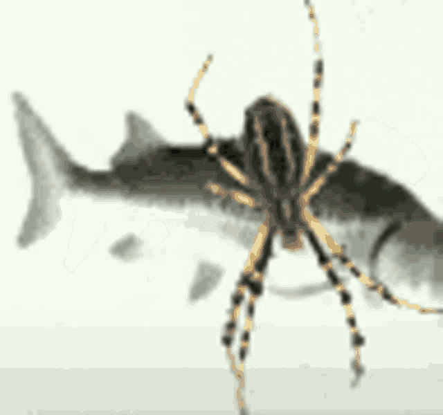 a spider is standing next to a fish with the words yo cuando on the bottom .